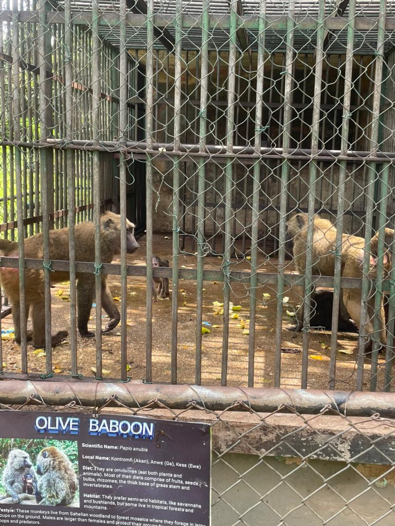 Educational trip-Kumasi Zoo